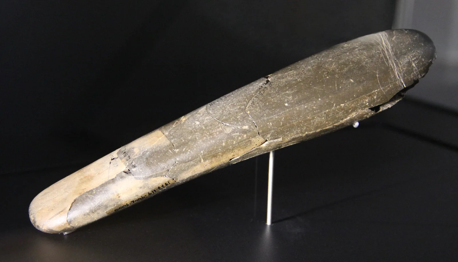The Hohle Fels siltstone phallus, about 20 centimeters long, reassembled from fourteen fragments